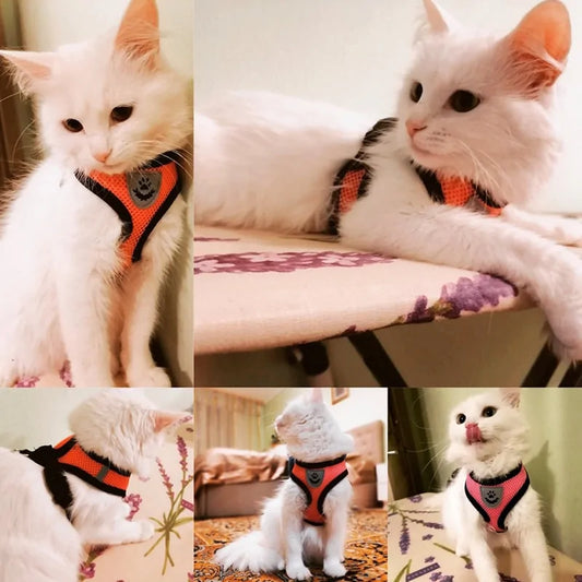 Adjustable  Harness